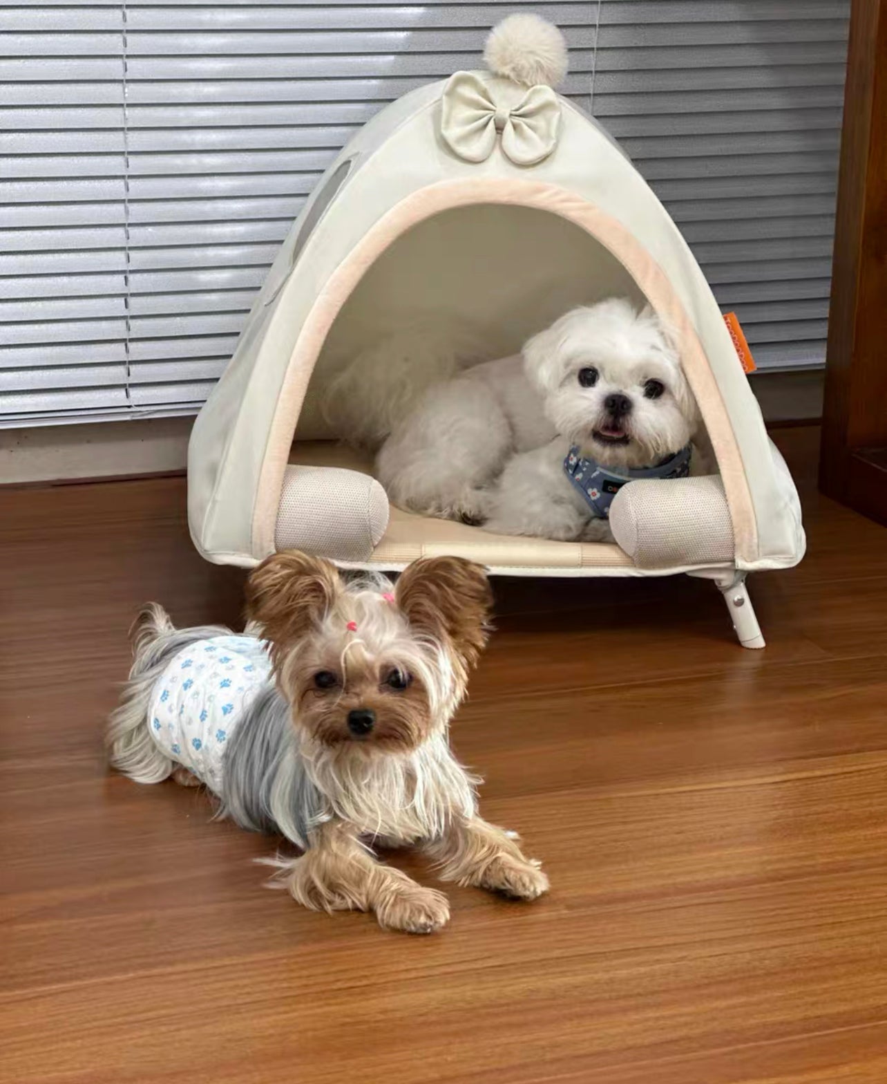 Pet elevated tent bed