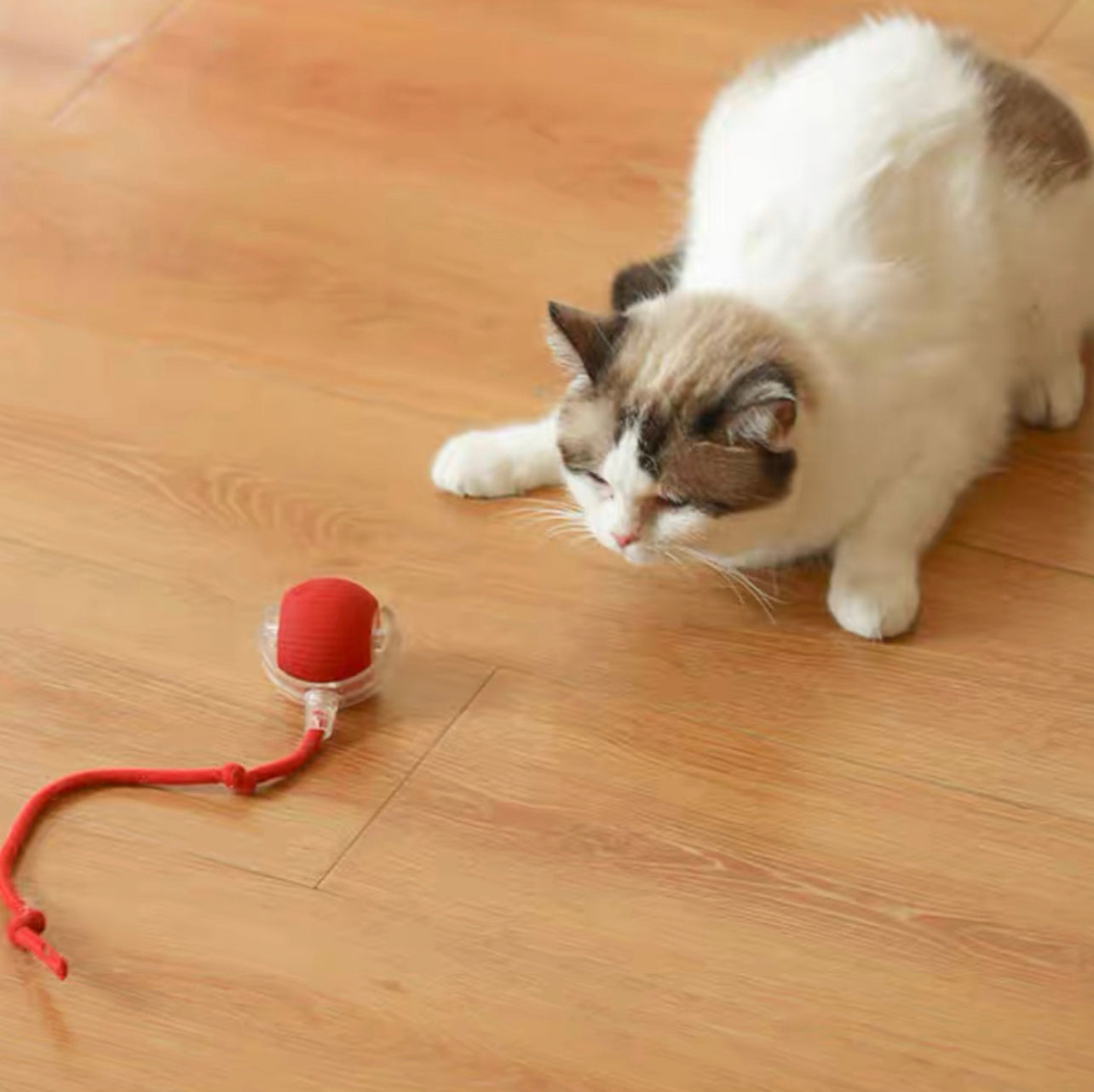 Interactive pet rolling ball
