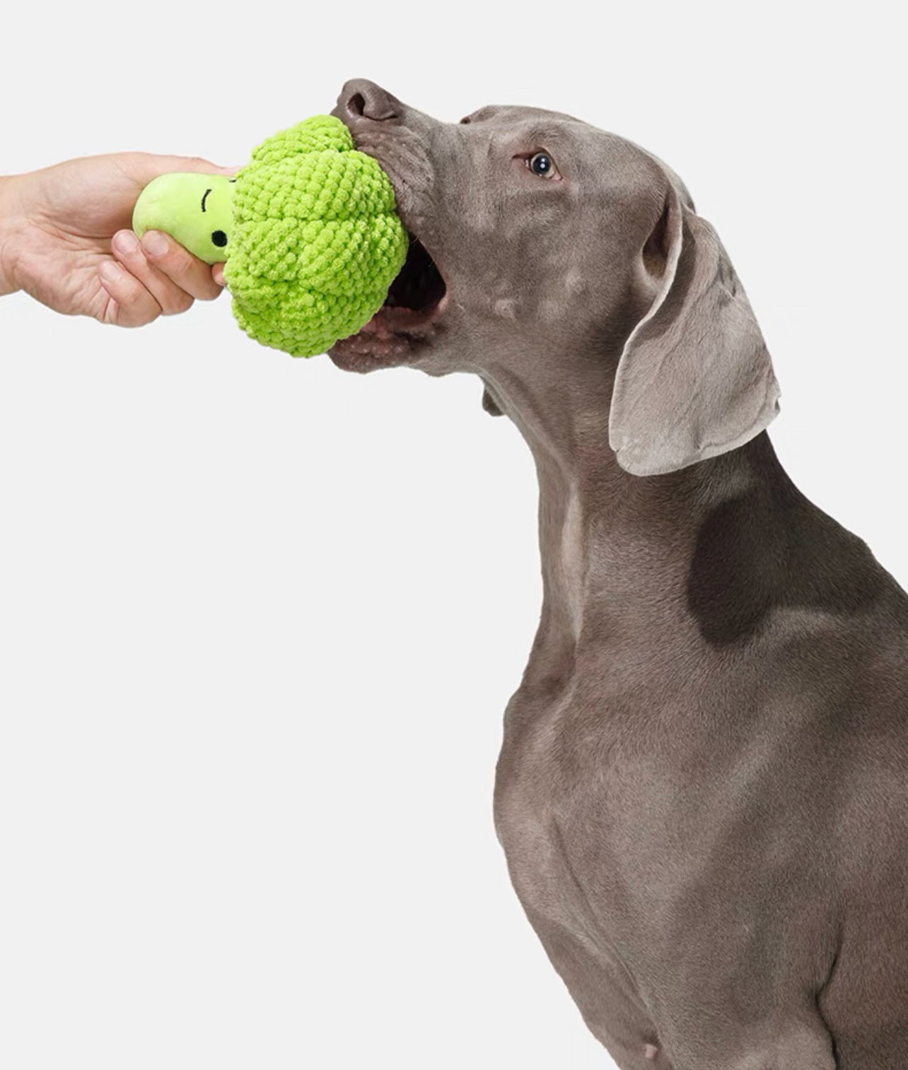 Broccoli pet chewing toy