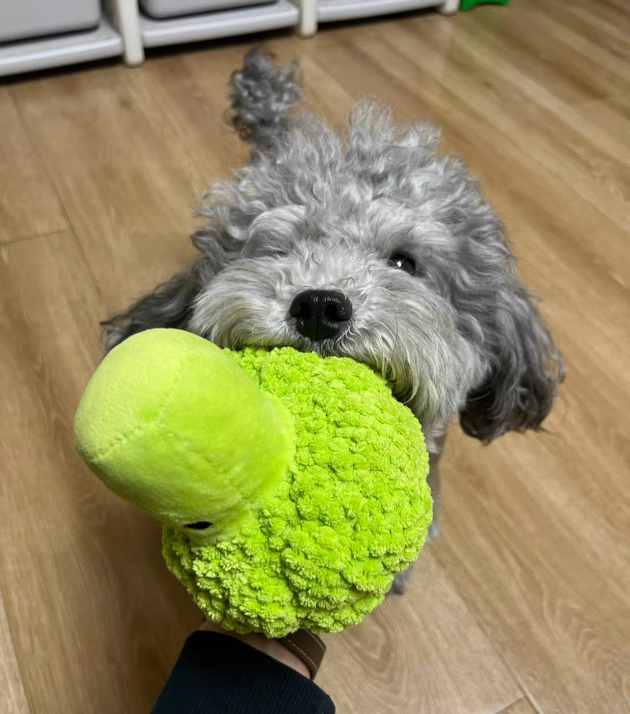 Broccoli pet chewing toy