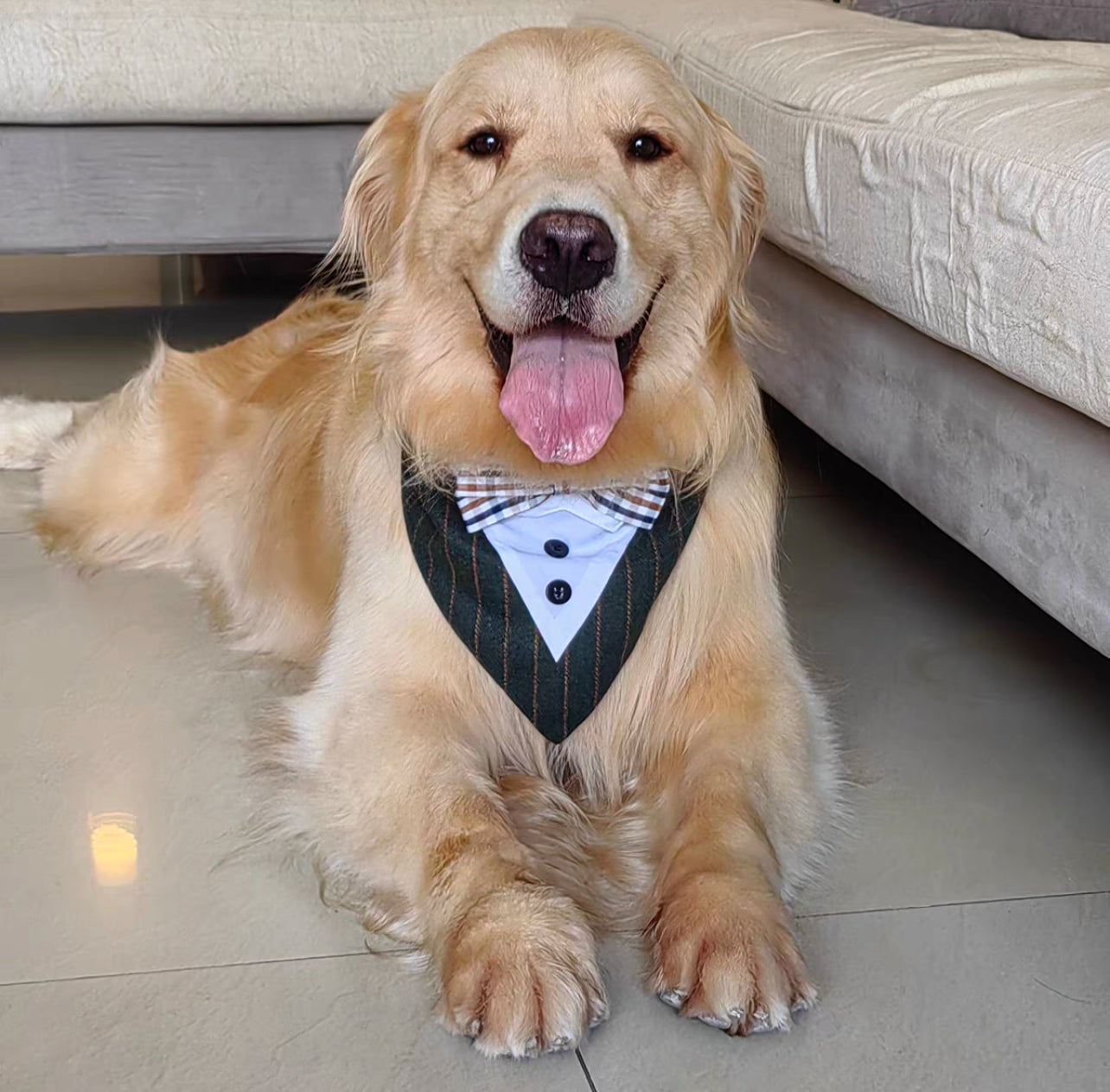 Elegant tuxedo collar