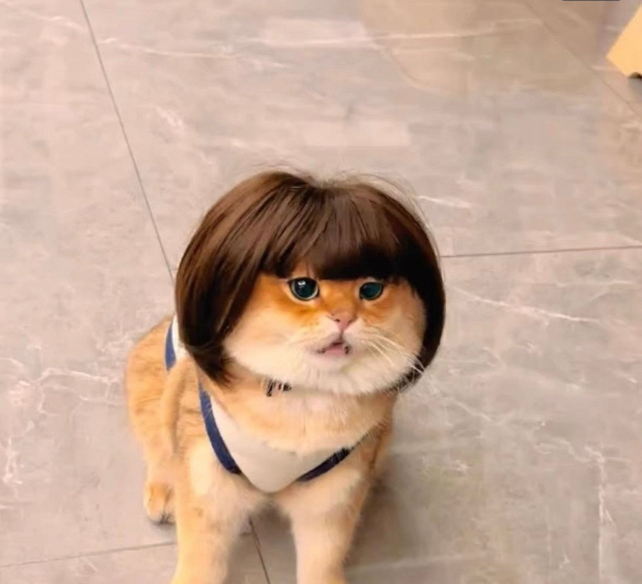 Funny wig