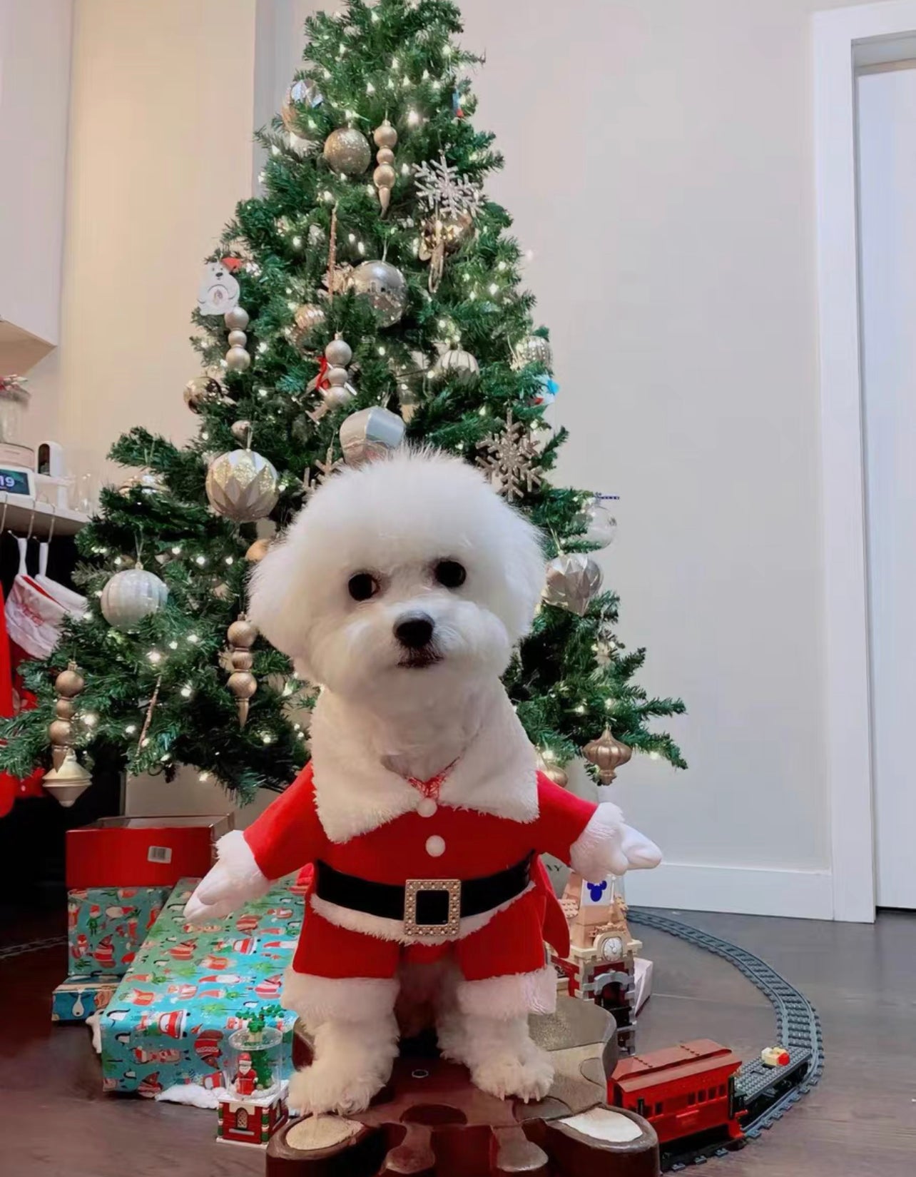 Santa paws costume