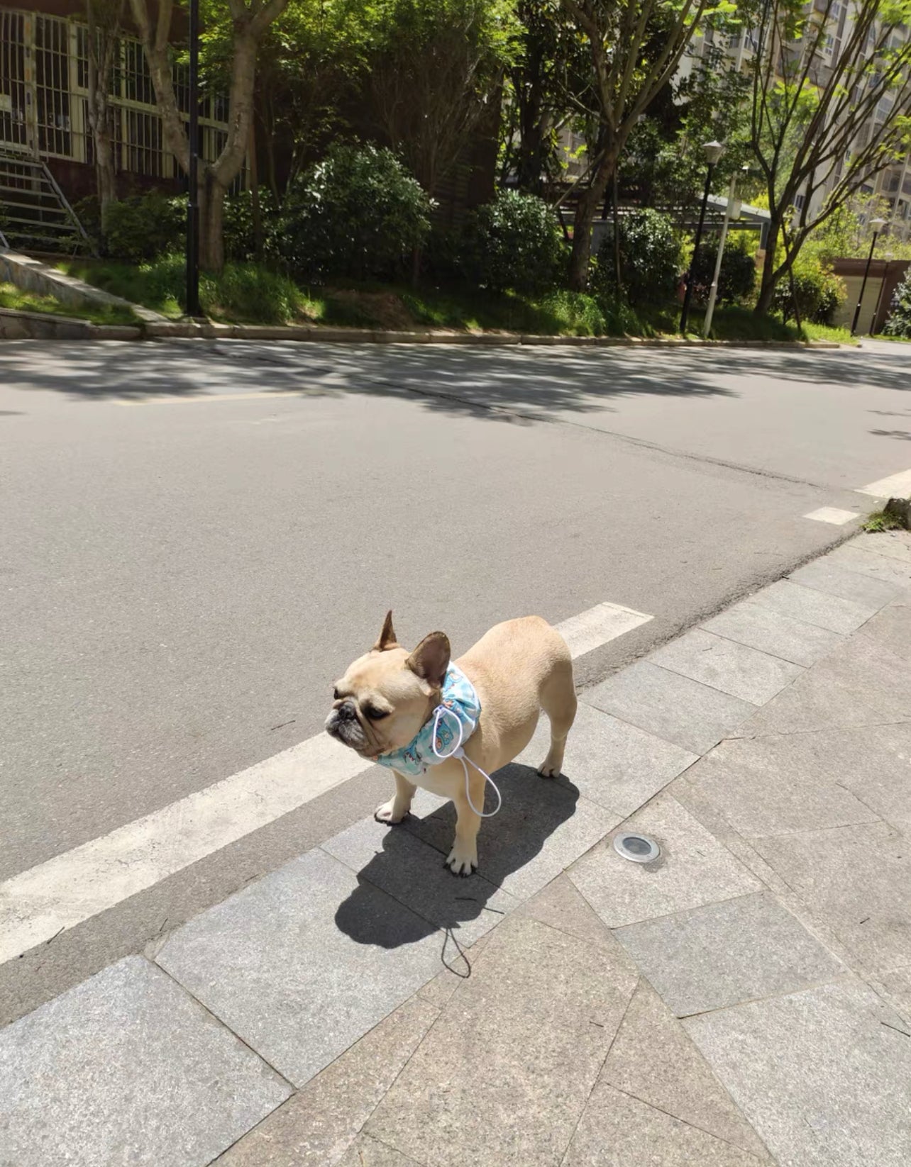 Pet cooling bandana