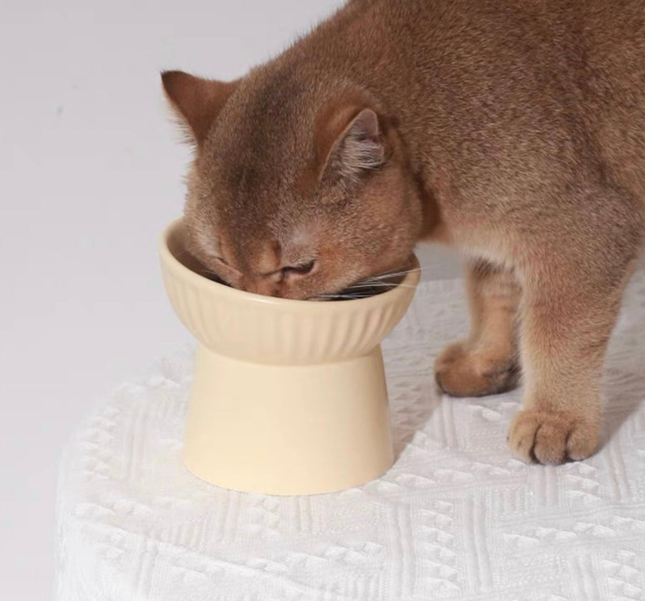 25 ° tilted Dreamy pet bowl