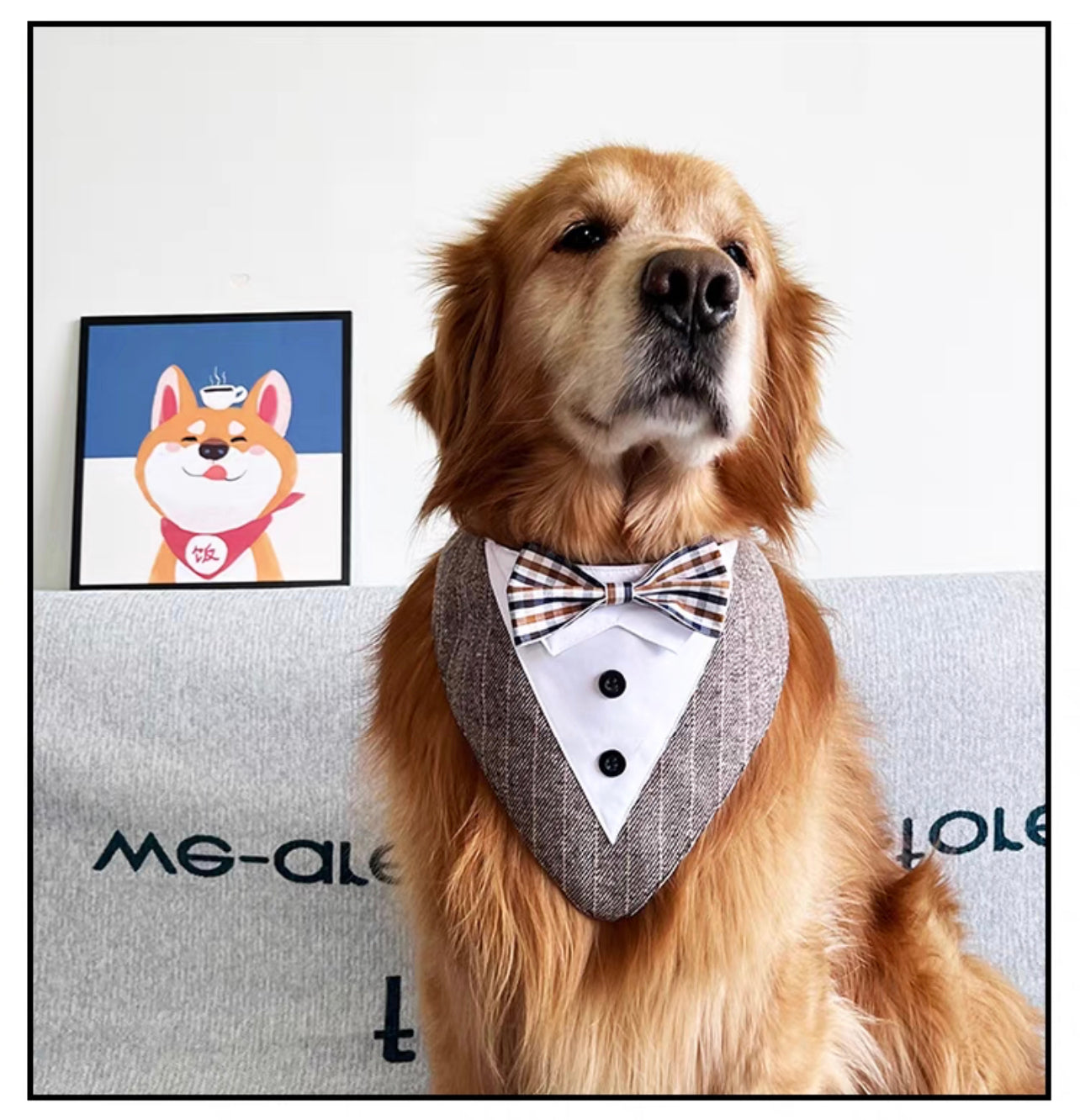 Elegant tuxedo collar