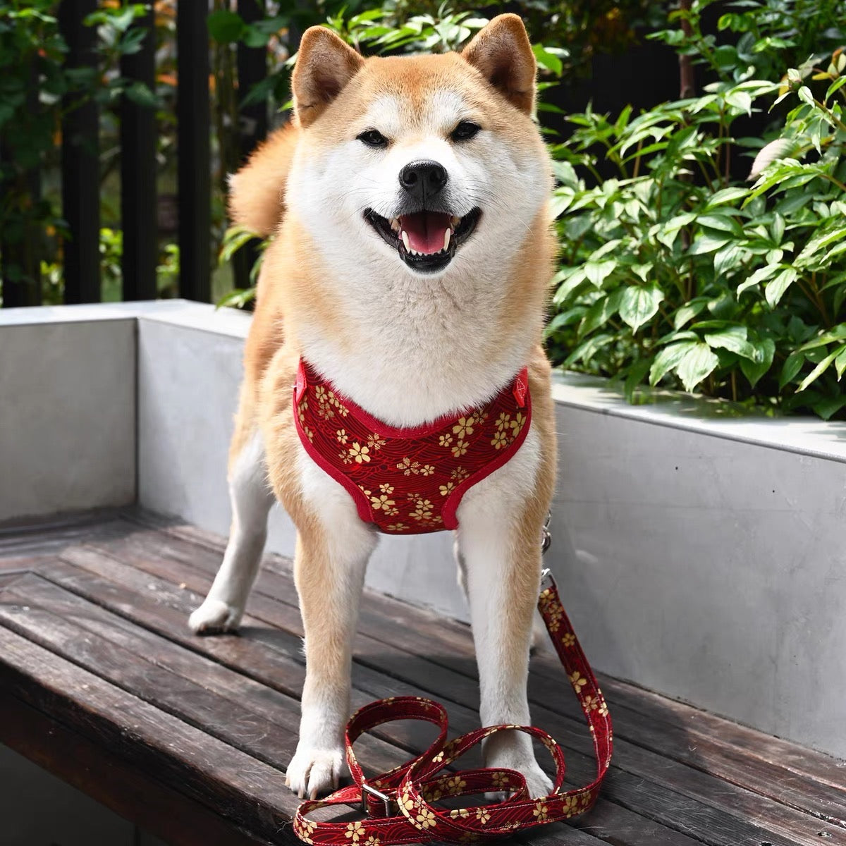 Elegant floral pet harness set