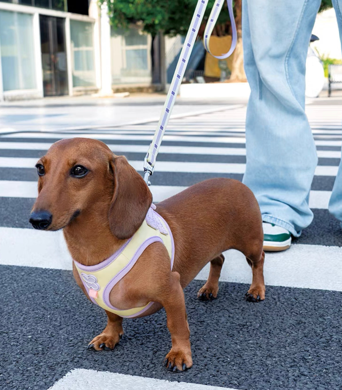 Pastel pet harness set