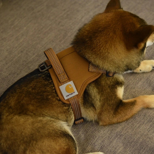 Carhartt pet harness