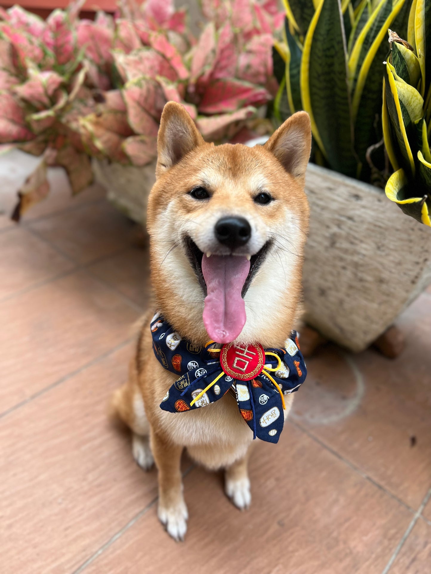 Fortune Charm Pet Collar