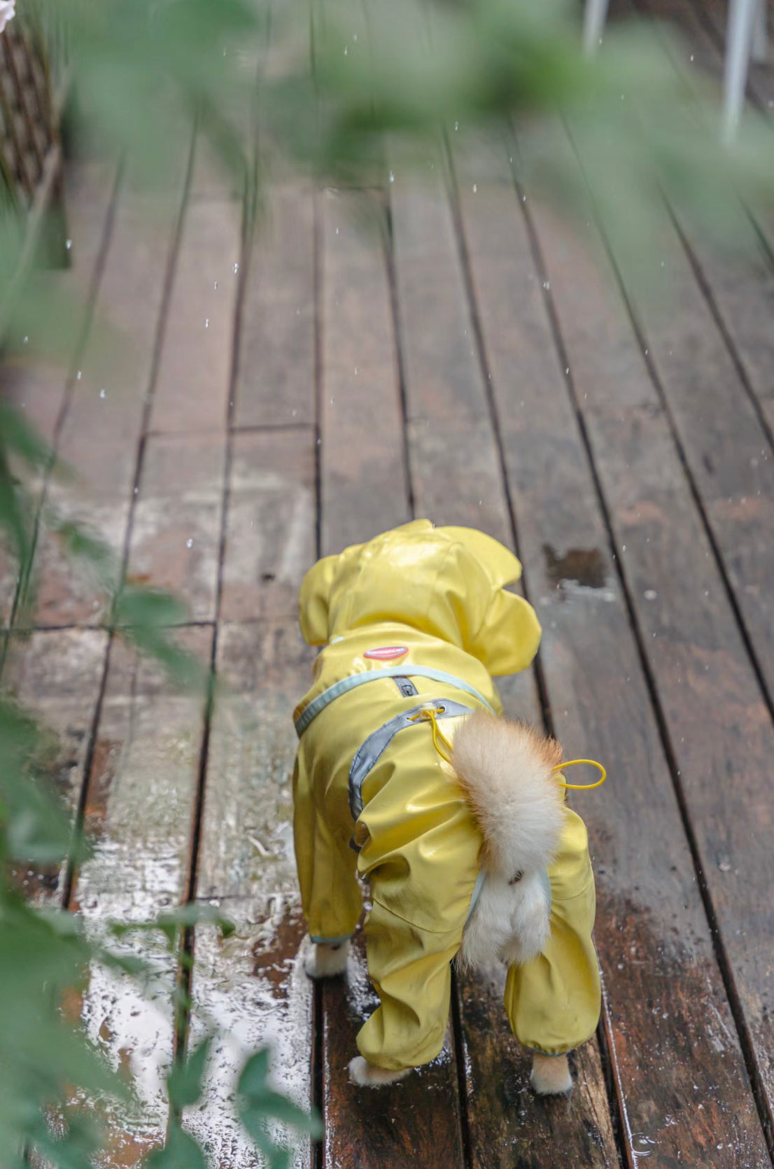 Flower pet rain coat