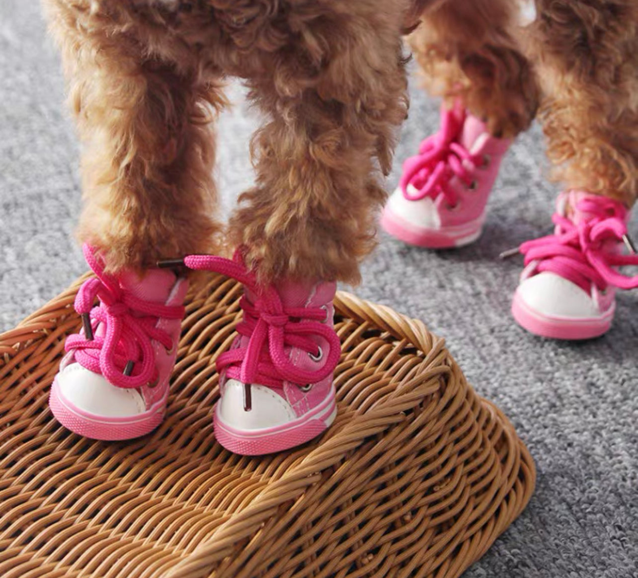 Pet sneakers