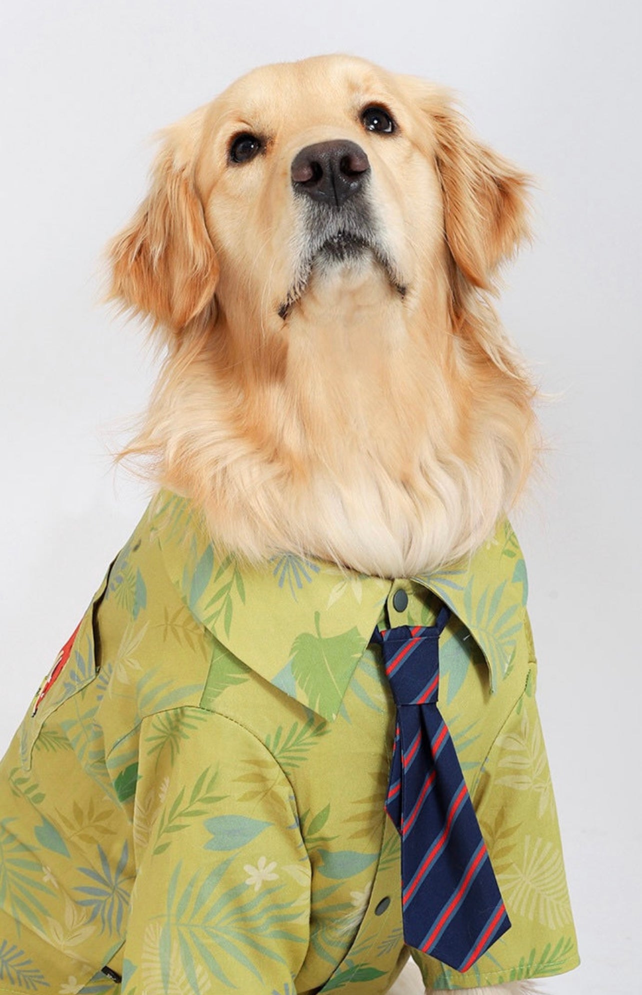 Nick’s pet shirt & tie