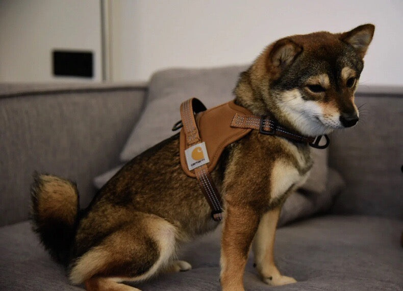 Carhartt pet harness