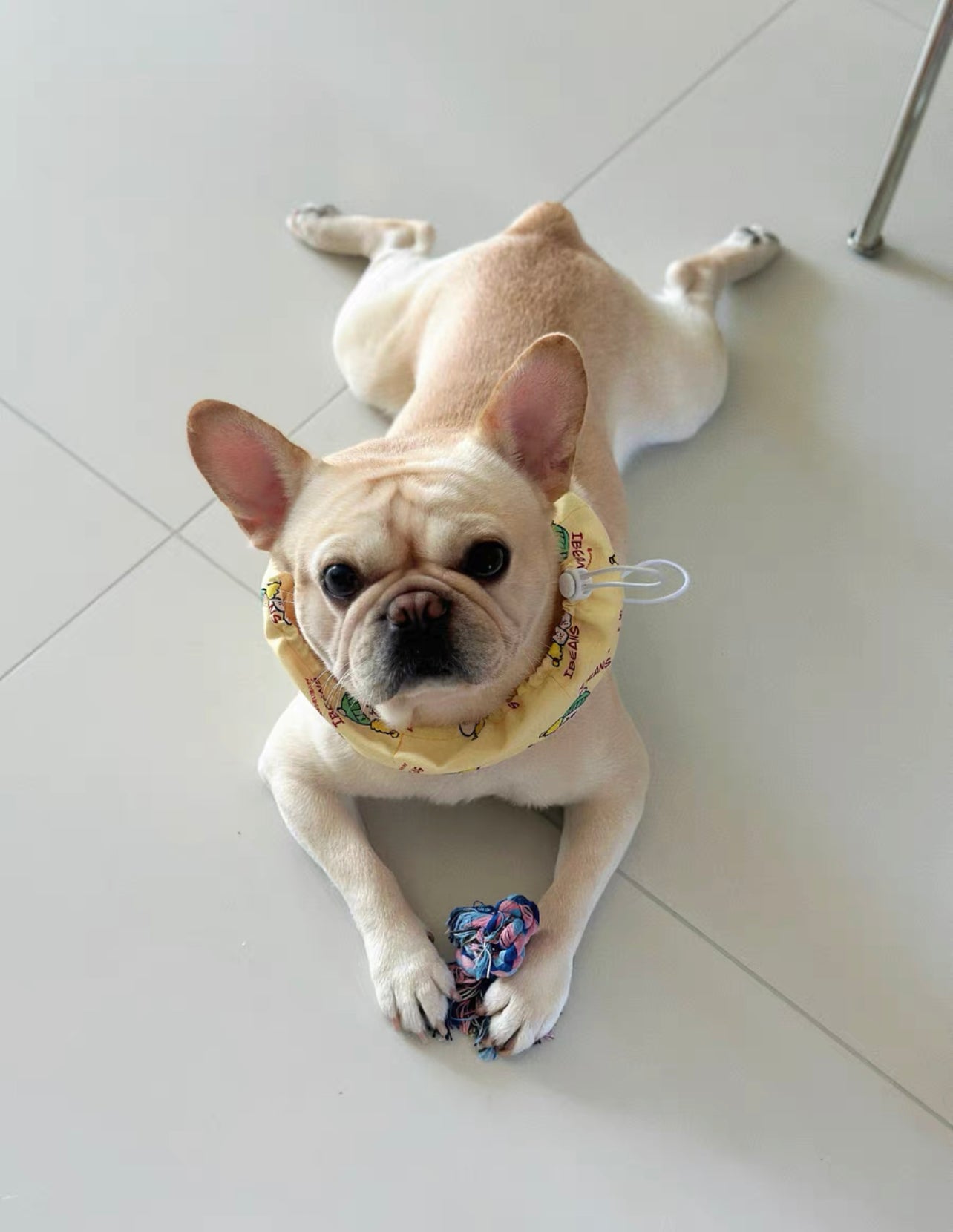 Pet cooling bandana