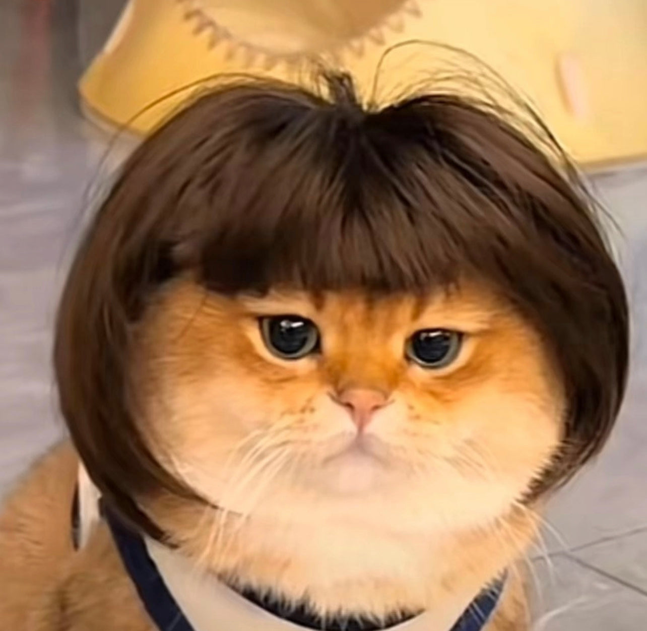 Funny wig