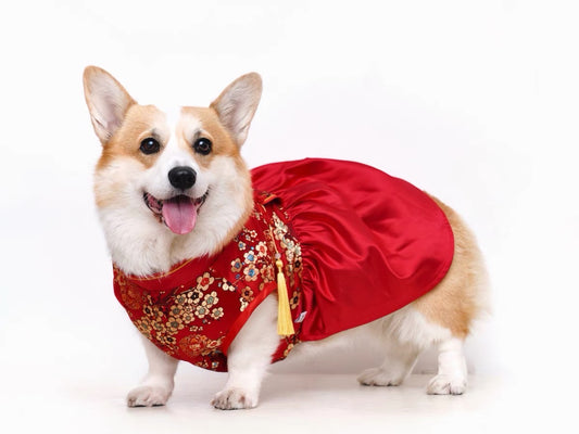 Red pet cheongsam