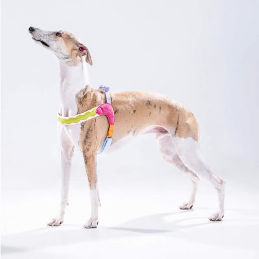 Colorful stylish harness