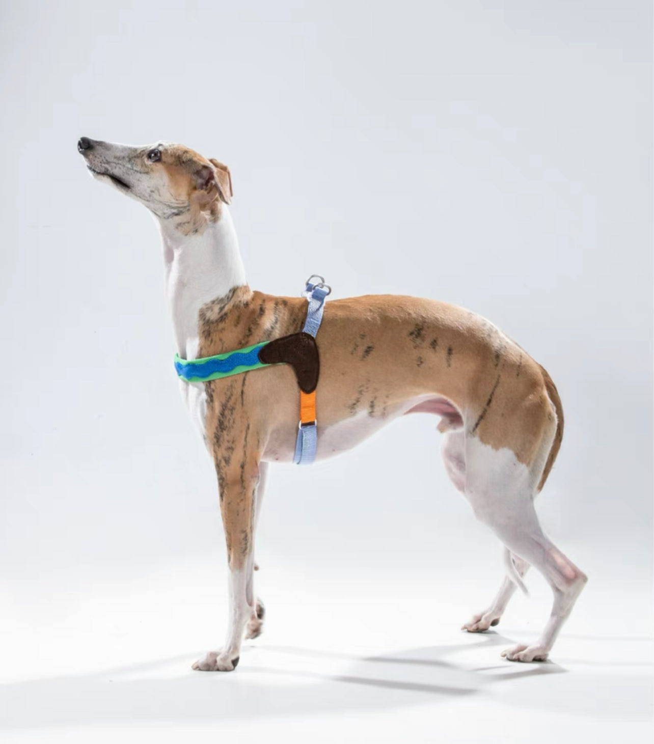 Colorful stylish harness