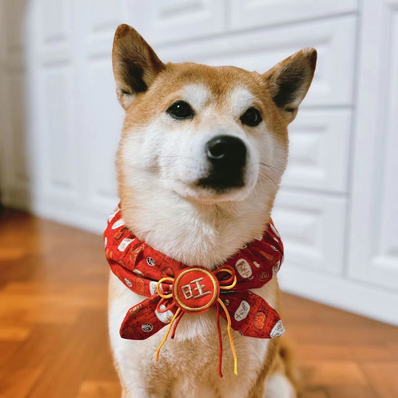Fortune Charm Pet Collar