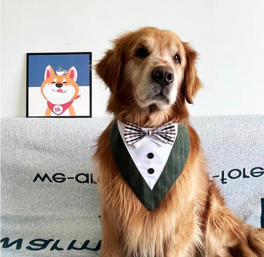 Elegant tuxedo collar