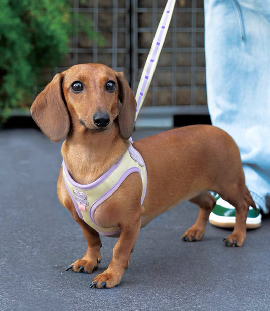 Pastel pet harness set