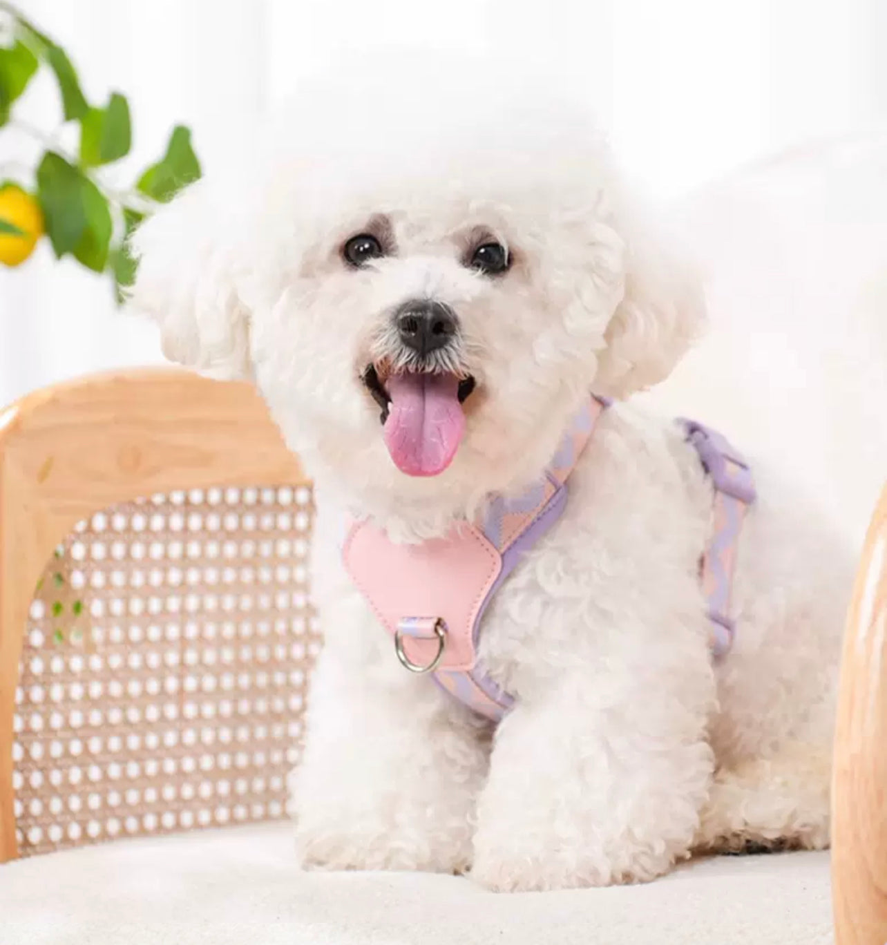 Macaron themed pet harness set