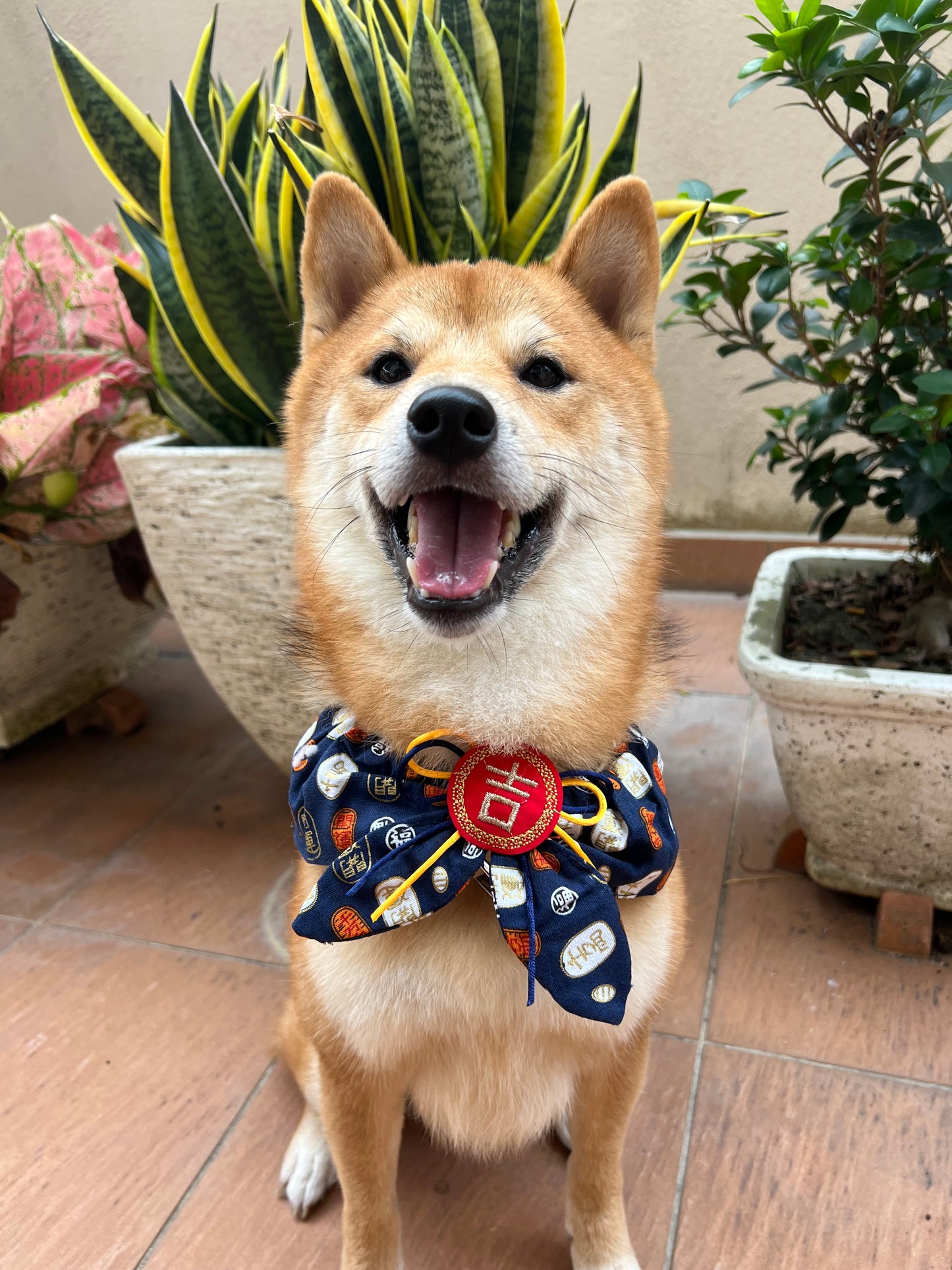 Fortune Charm Pet Collar