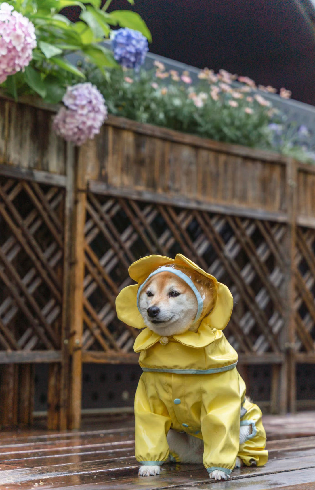 Flower pet rain coat