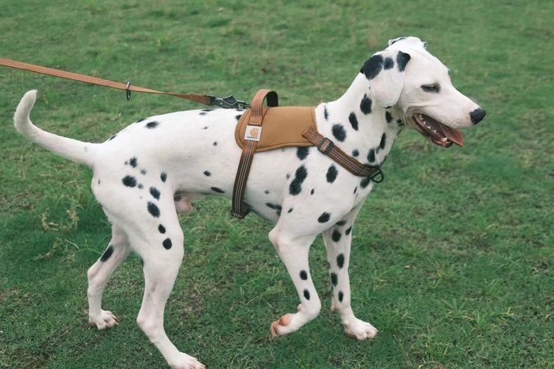 Carhartt pet leash