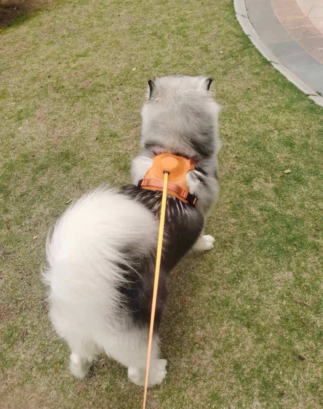 All in one pet harness