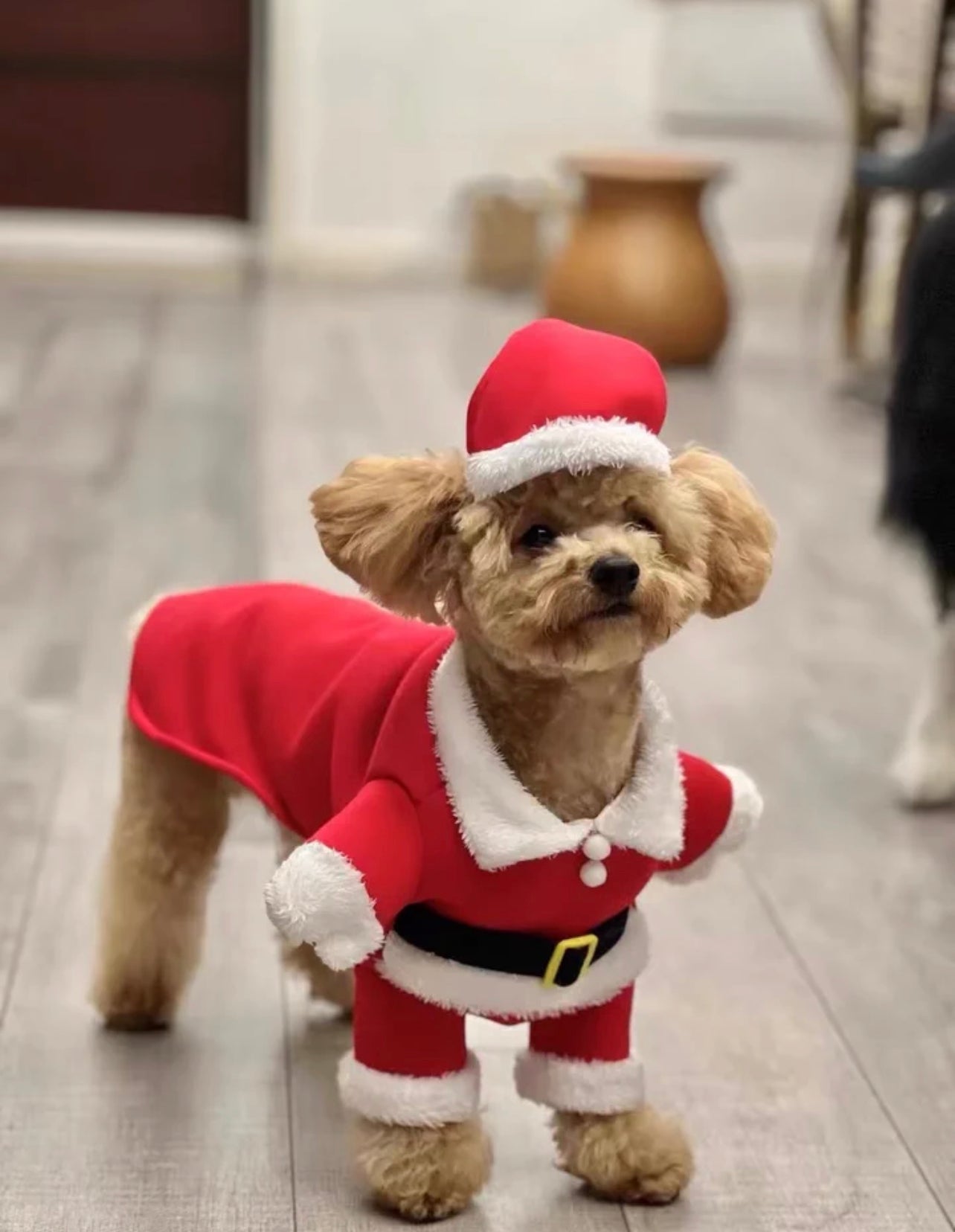Santa paws costume