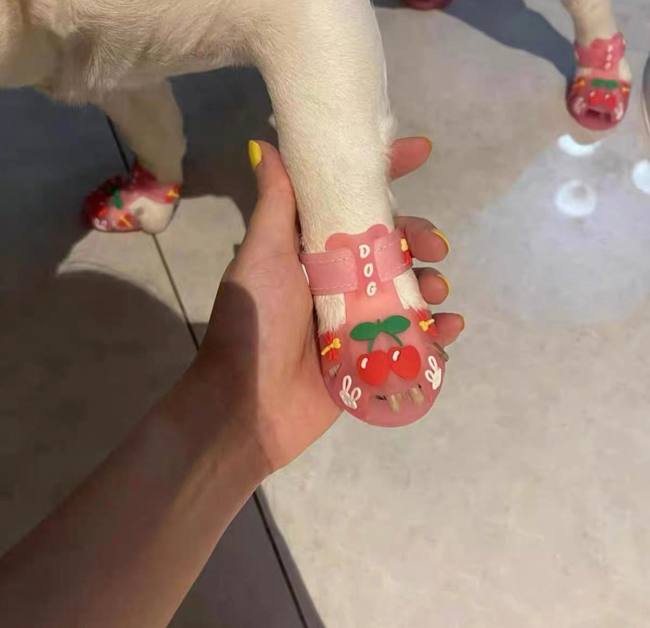 강아지샌들