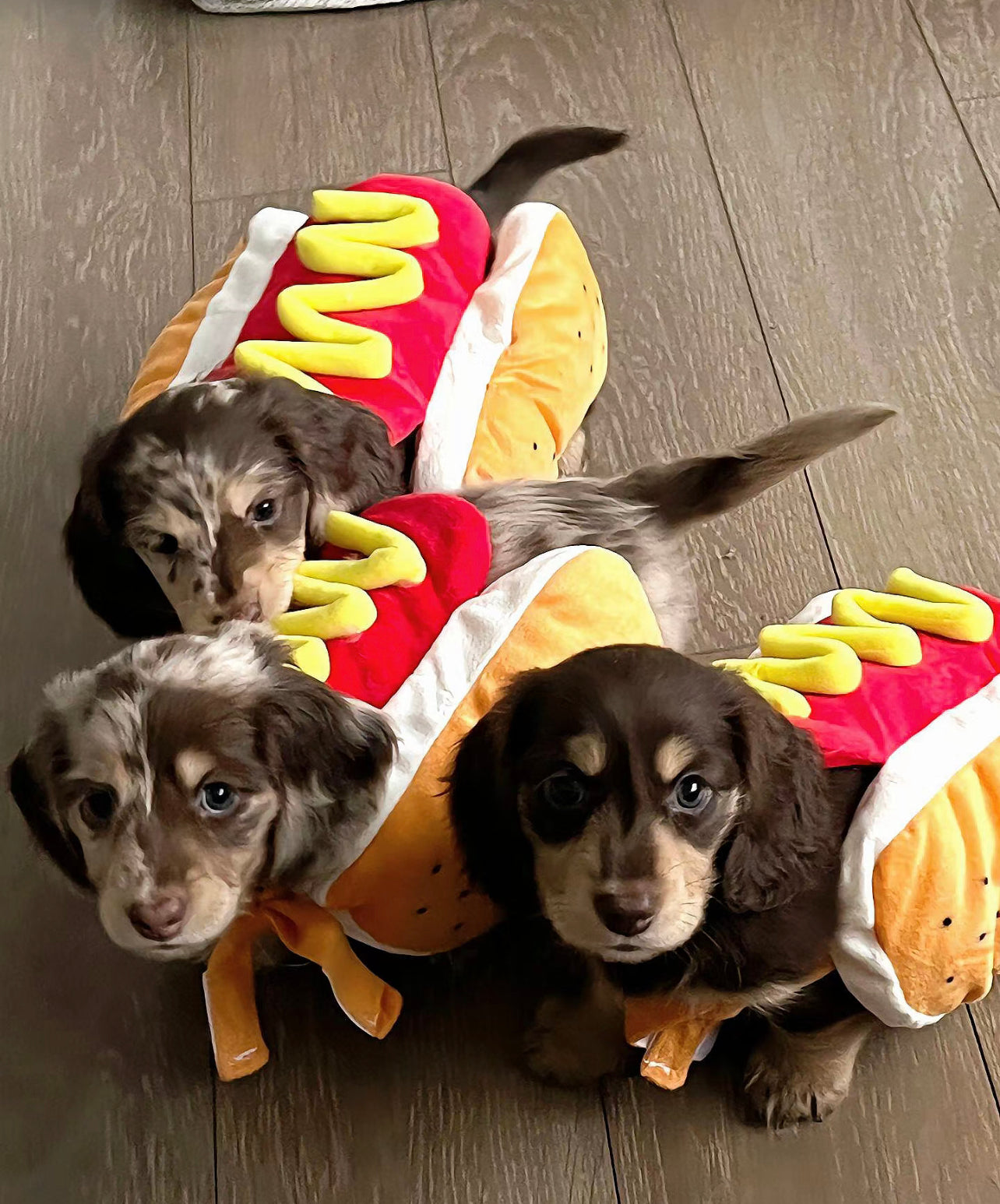 Hotdog costume