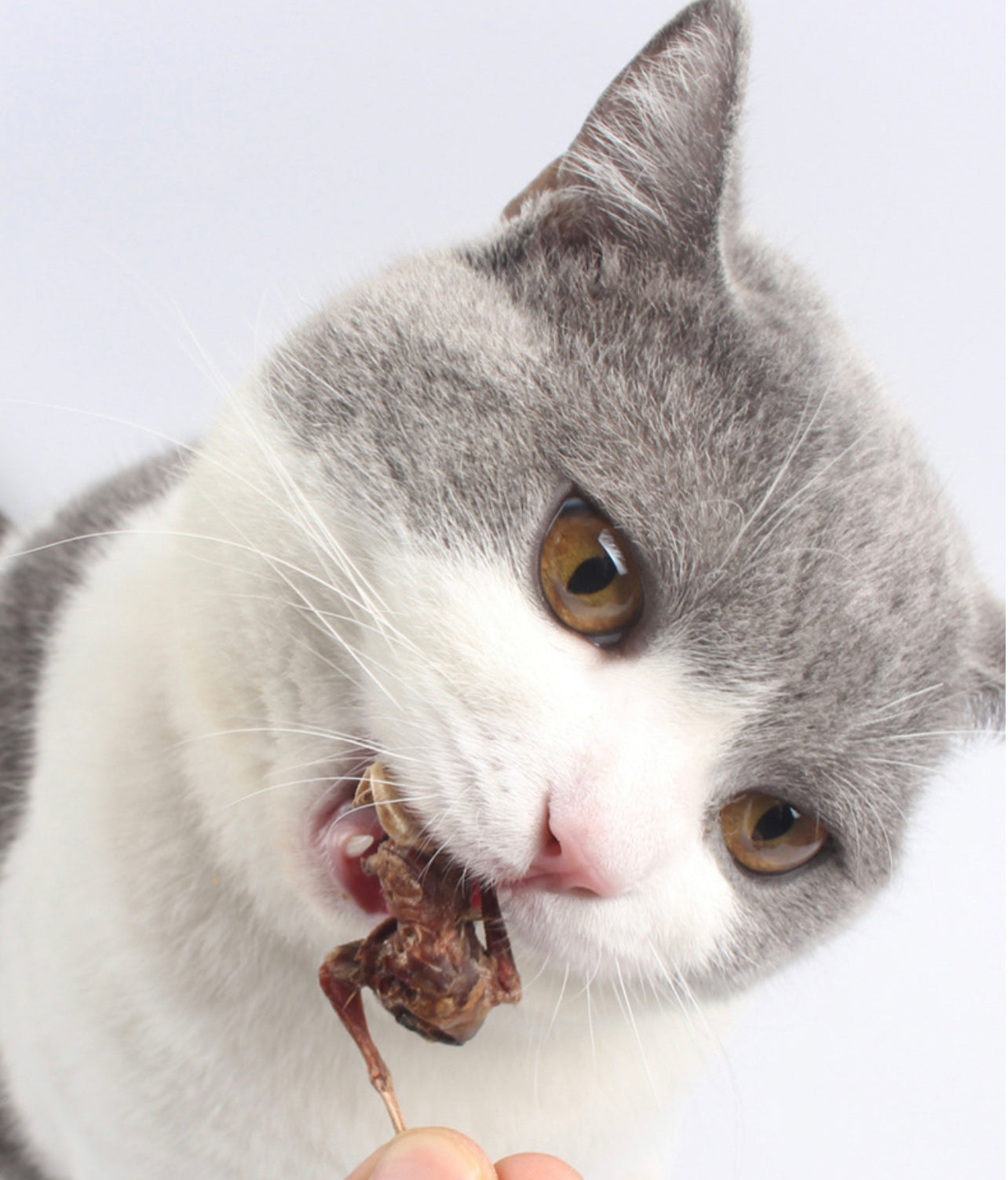 Freeze dried quail