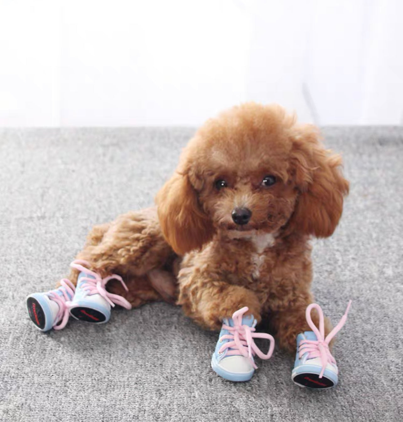 Pet sneakers